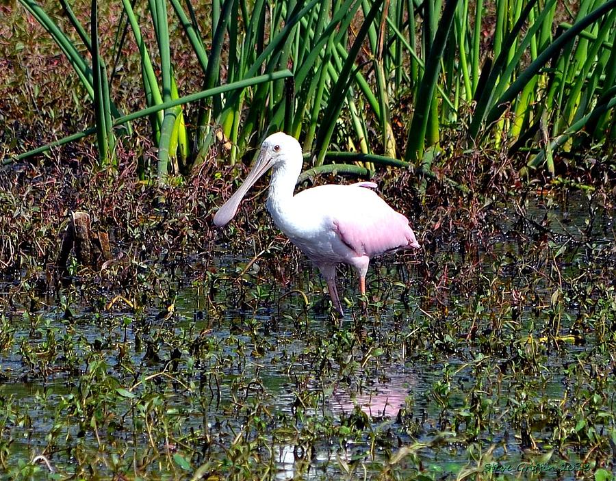 Spoonbill Photograph - Spoonful by Steve Griffin