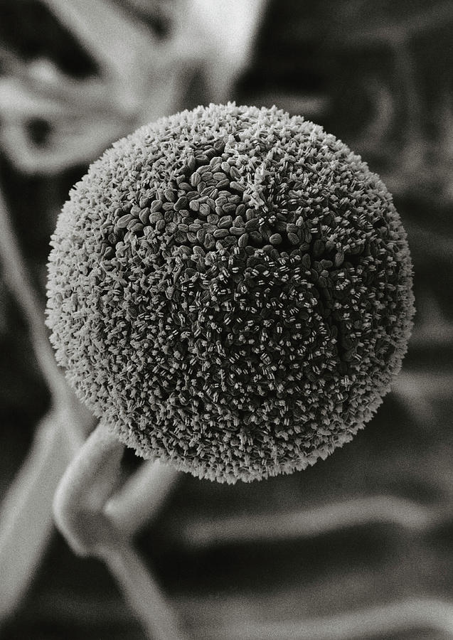 Bread Photograph - Sporangium Of The Bread Mould by Dr Jeremy Burgess/science Photo Library.