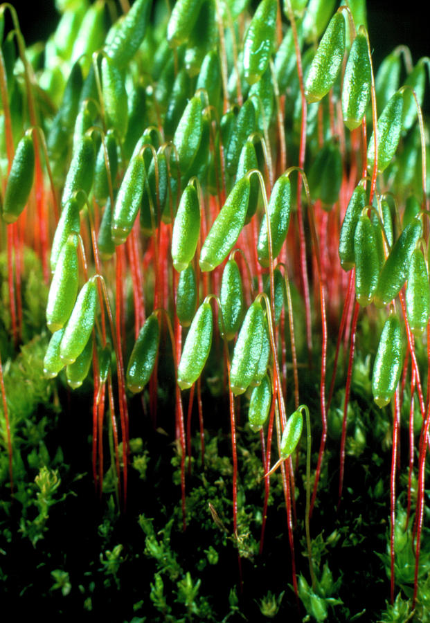 https://pixels.com/featured/spore-capsules-of-the-moss-bryum-dr-jeremy-burgessscience-photo-library.html