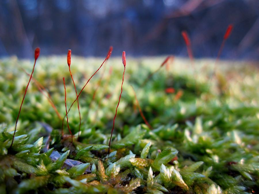 Sporophyte Photograph by Cynthia  Clark