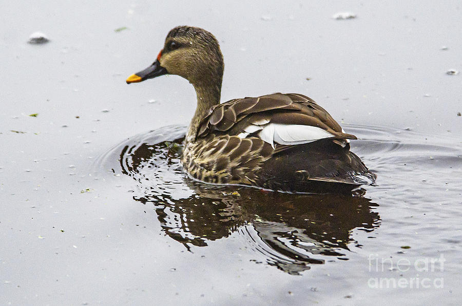 Spot-billed Duck  Photograph by Pravine Chester