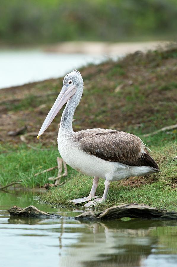 Yala National Park Photograph - Spot-billed Pelican by Tony Camacho