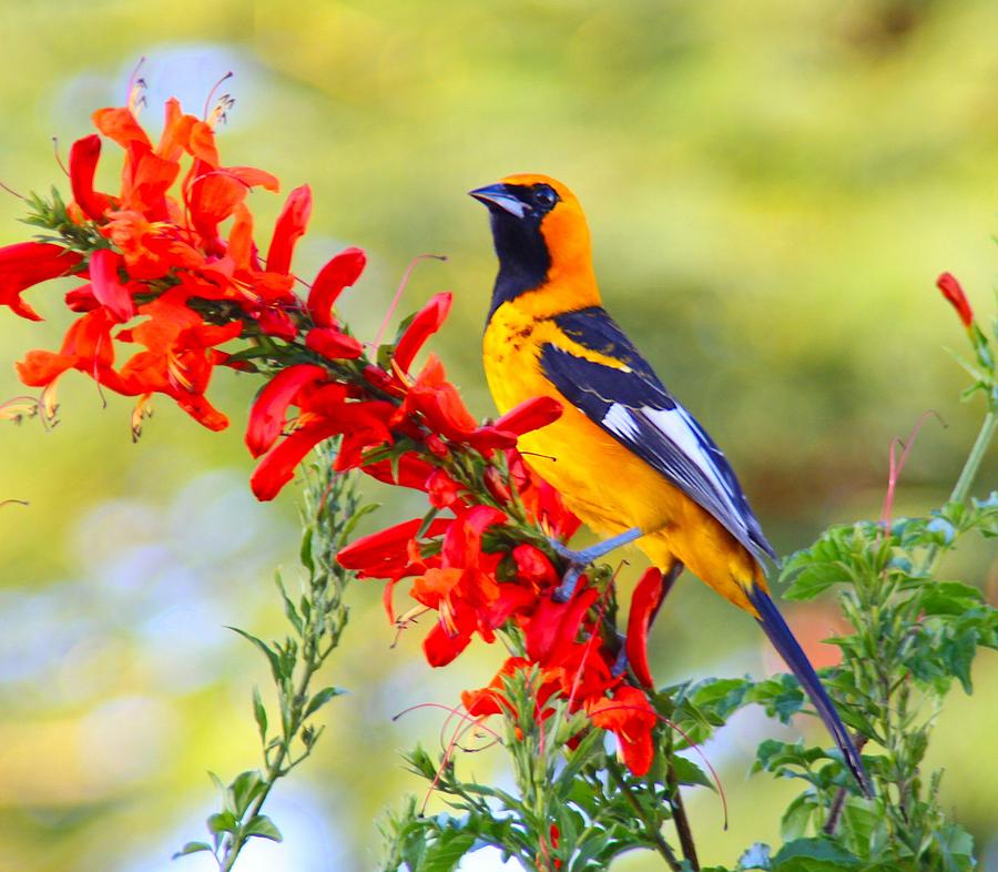 Spot Breasted Oriole and flower. Photograph by Dart Humeston