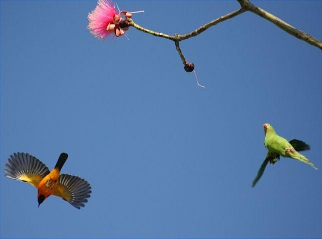 Spot Breasted oriole and Wing winged parakeet Photograph by Dart Humeston