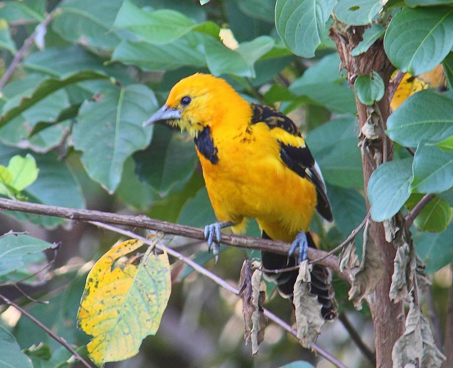 Spot-Breasted Oriole Teenager Photograph by Dart Humeston