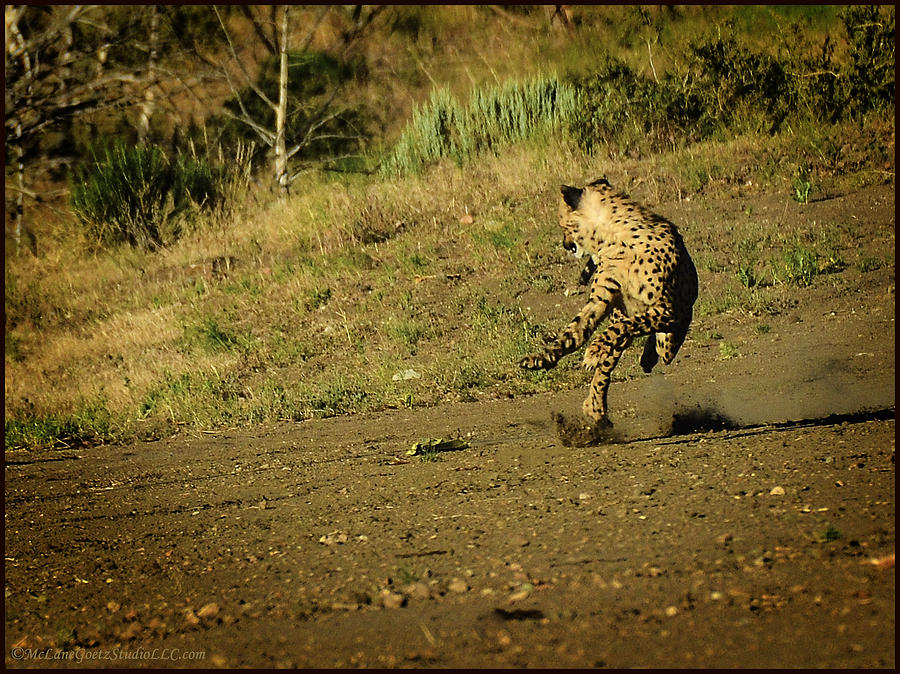 Spot light on Cheetah Run Photograph by LeeAnn McLaneGoetz McLaneGoetzStudioLLCcom