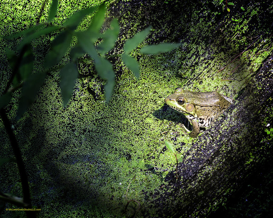 Spot Light On The Swamp Frog Photograph