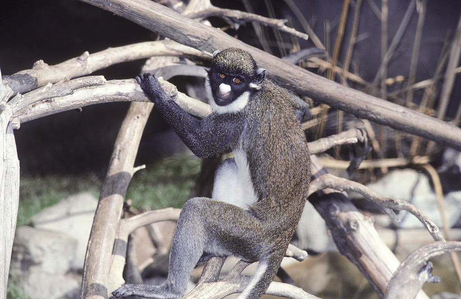 Animal Photograph - Spot-nosed Guenon by Helen Williams
