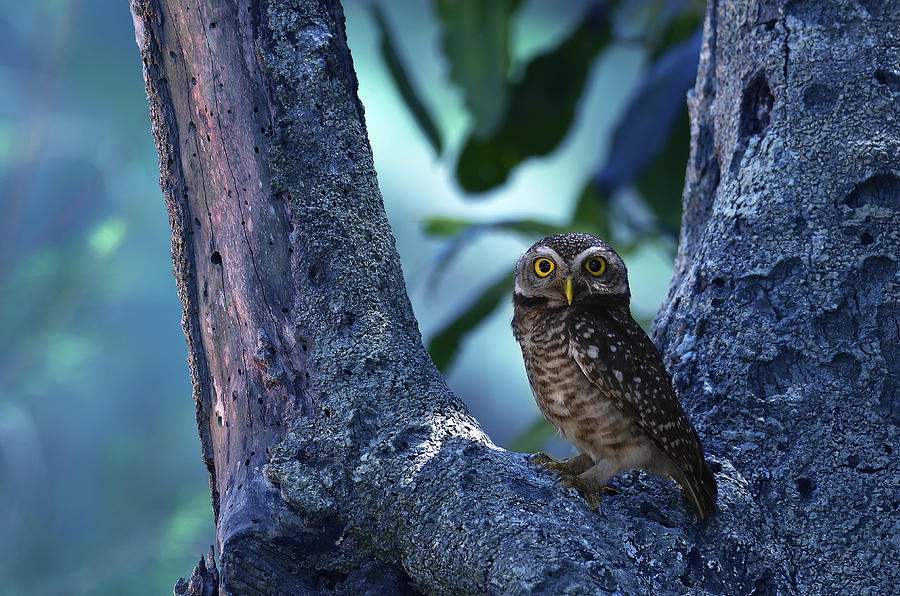 Spot Owl Photograph by Photograph By Praphat Rattanayanon