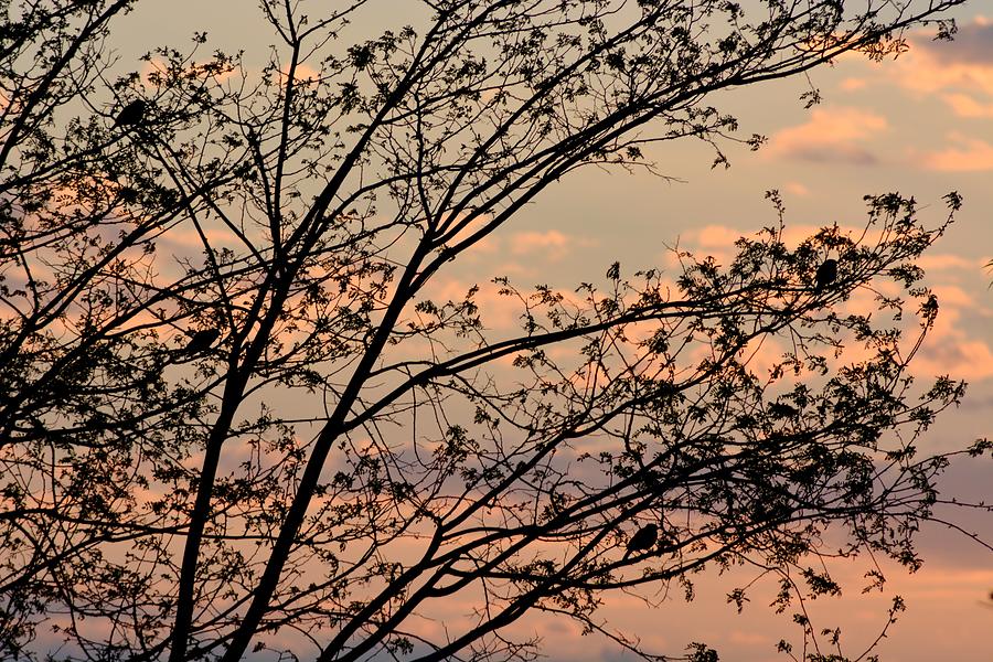 Sunset Photograph - Spot the birds.. by Chandana Arts
