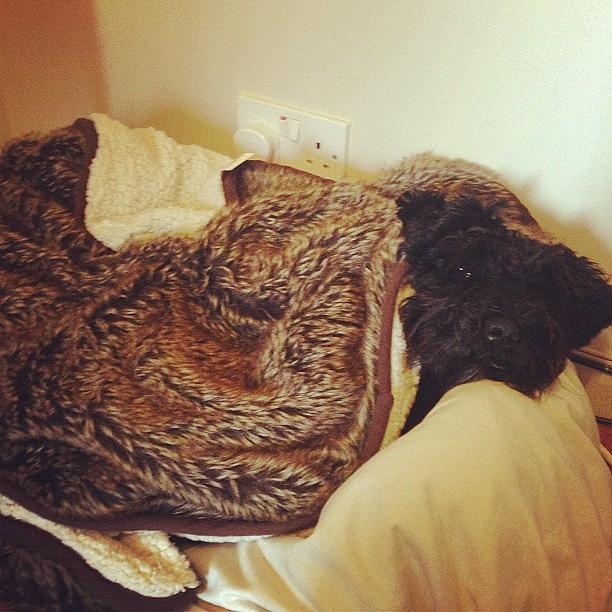 Puppy Photograph - Spot The Puppies! #snuggled #sleepy by Laurena Pascoe Puppy Photograph - Spot The Puppies! #snuggled #sleepy by Laurena Pascoe
