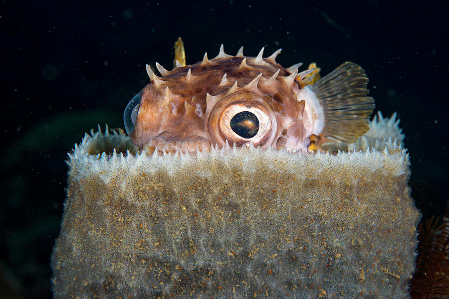 Spotbase Burrfish Hiding In Sponge Photograph by Scubazoo/science Photo ...