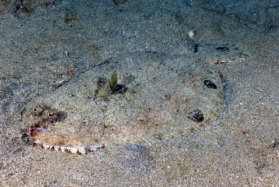 Spotfin Flounder Cyclopsetta Fimbriata Photograph by Andrew J. Martinez
