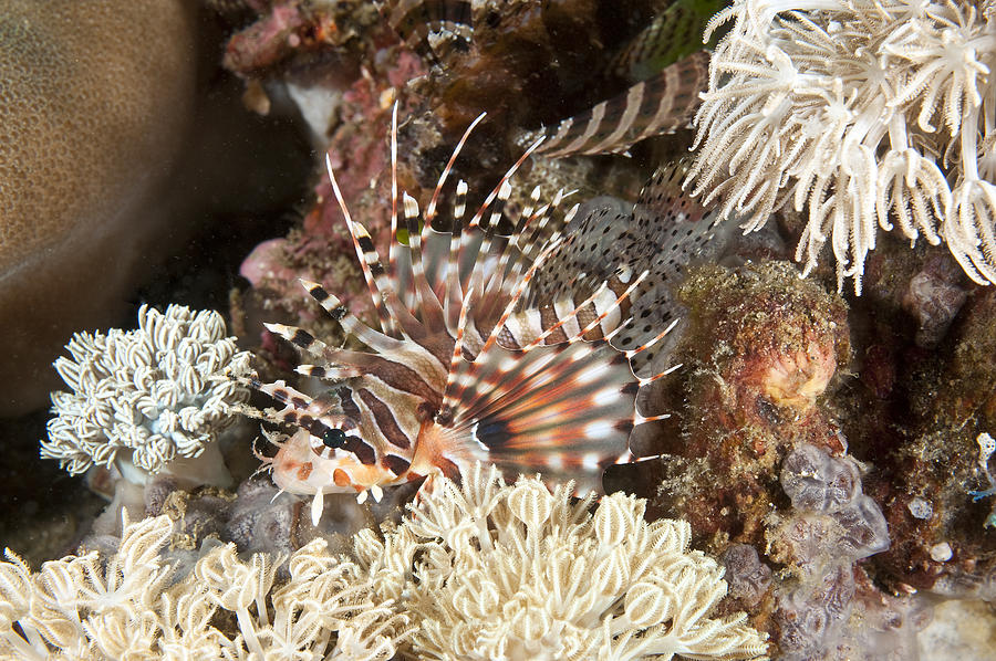 Spotfin Lionfish, Indonesia Photograph by Andrew J. Martinez