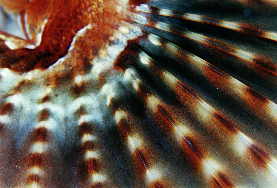 Spotfin Lionfish Pectoral Fin Photograph by Matthew Oldfield/science ...