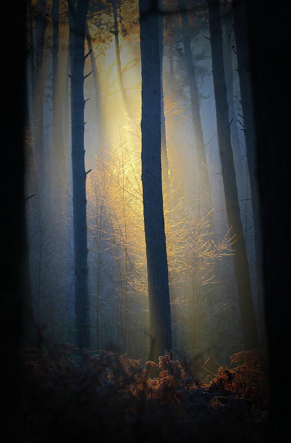 Tree Photograph - Spotlight by Markus Hendel