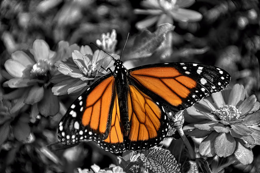 Butterfly Photograph - Spotlight Monarch by Penny Lisowski