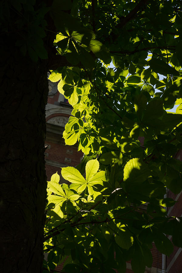 Tree Photograph - Spotlight on a Spring Green Chestnut Tree by Georgia Mizuleva