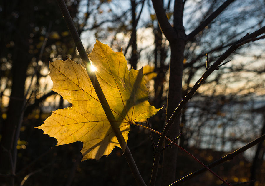 Spotlight on Autumn Photograph by Georgia Mizuleva