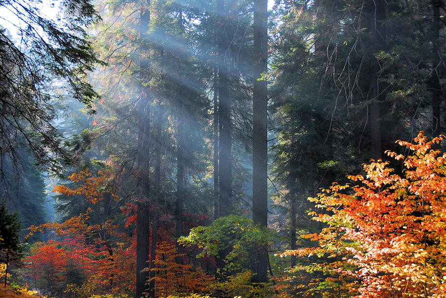 Sequoia National Park Photograph - Spotlight on Autumn by Lynn Bauer