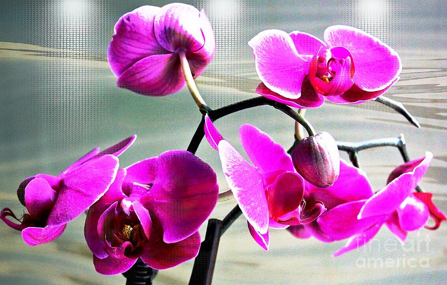 Spotlight Orchid Photograph by Judy Palkimas