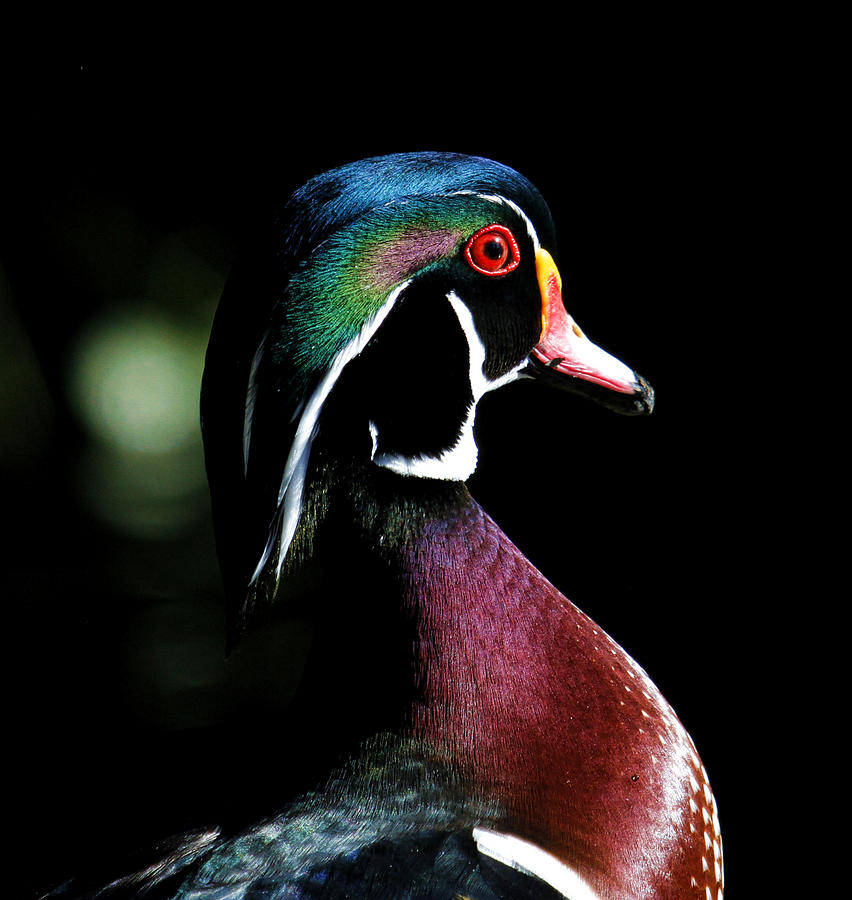 Drake Photograph - Spotlight Wood Duck by Steve McKinzie