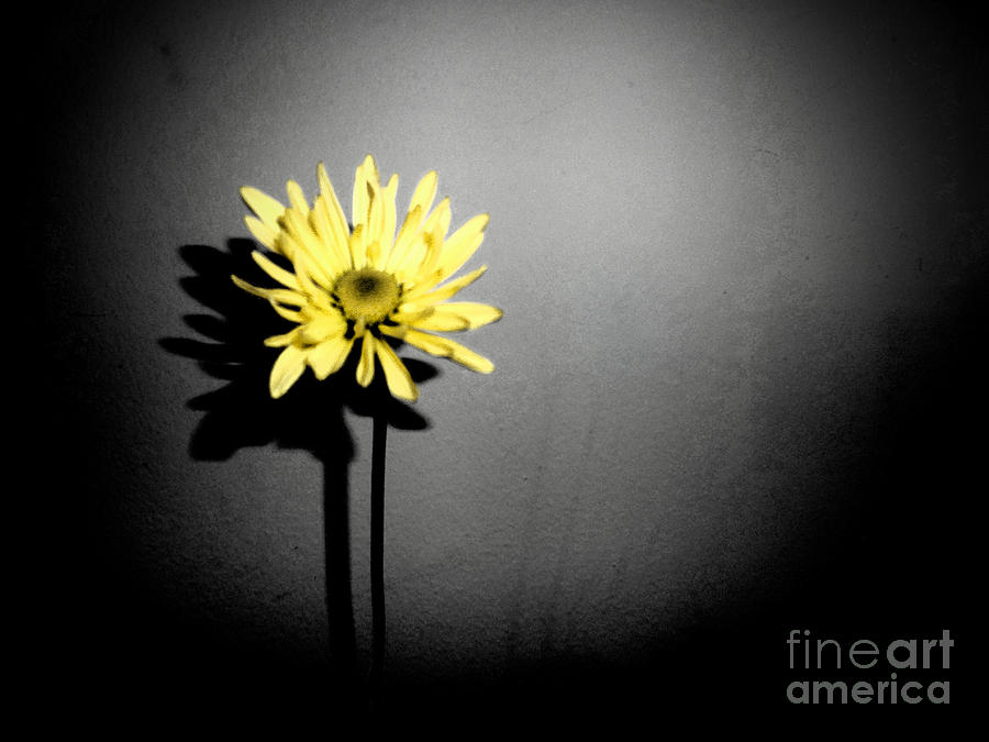 Flower Photograph - Spotlighted Flower  by Minding My  Visions by Adri and Ray