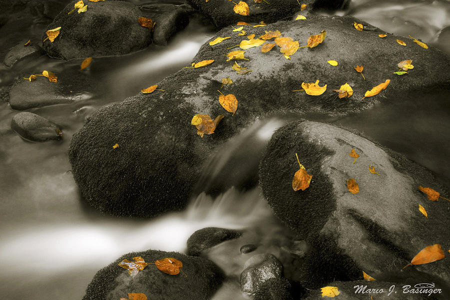 Fall Photograph - Spots of fall by Mario Basinger