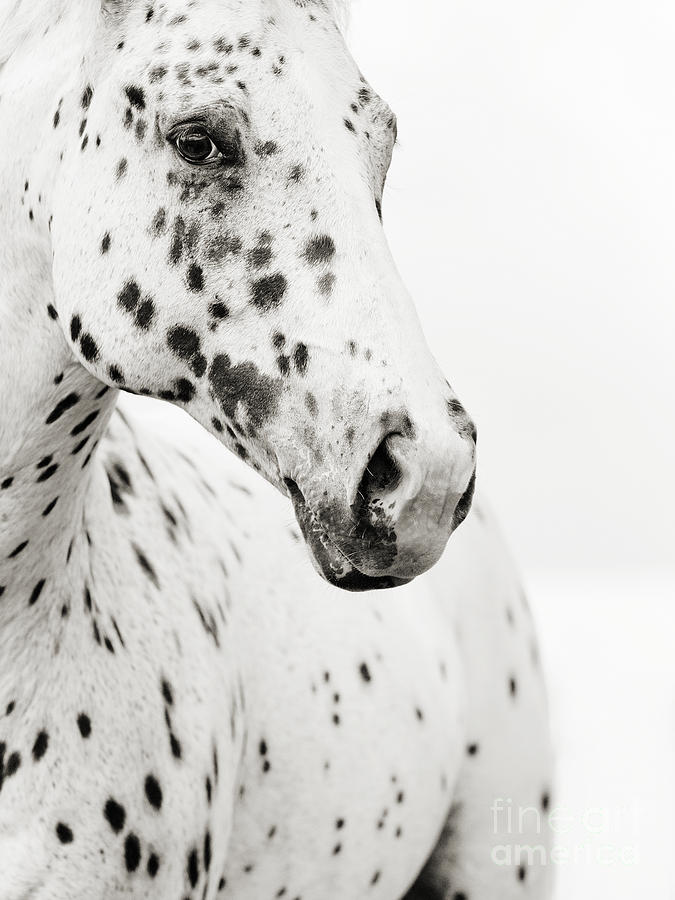 Black And White Photograph - Spots by Stephanie Moon