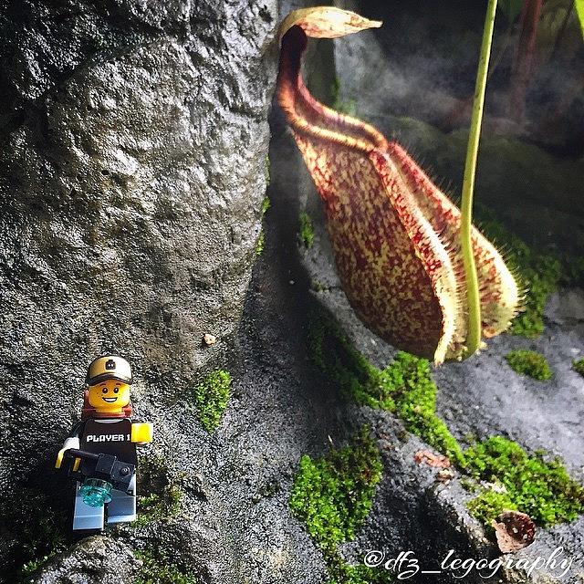 Afol Photograph - Spotted A Pitcher Plant... Aint It by Dharma  Fz