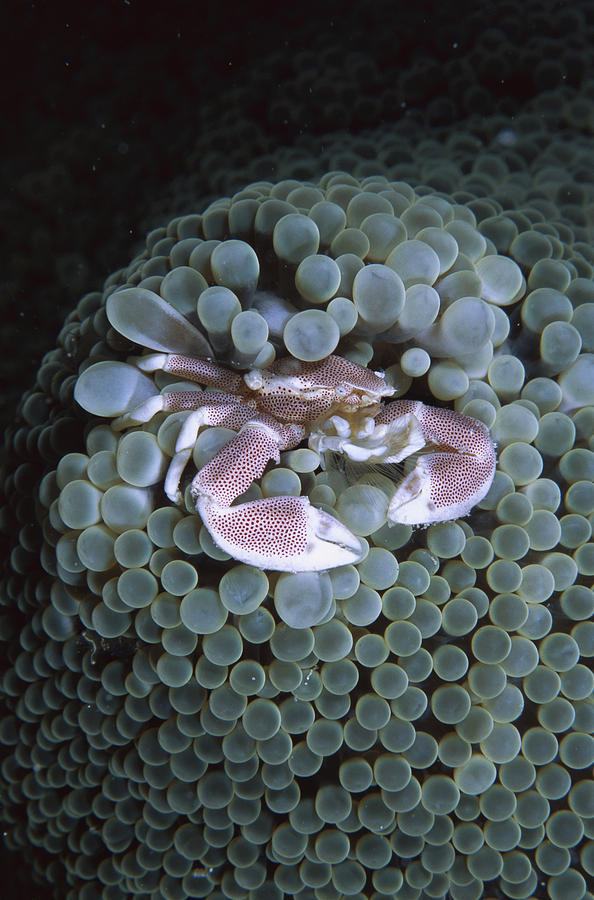 Spotted Anemone Crab In Sea Anemone Photograph by Hiroya Minakuchi