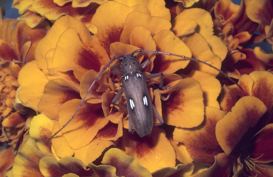 Spotted Apple Tree Borer Photograph by Harry Rogers