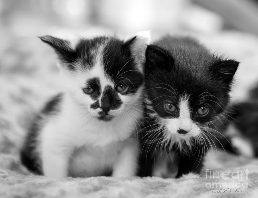 black and white spotted kittens