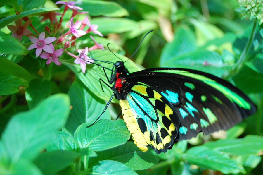 Spotted Butterfly 2 Photograph by Amy Fose