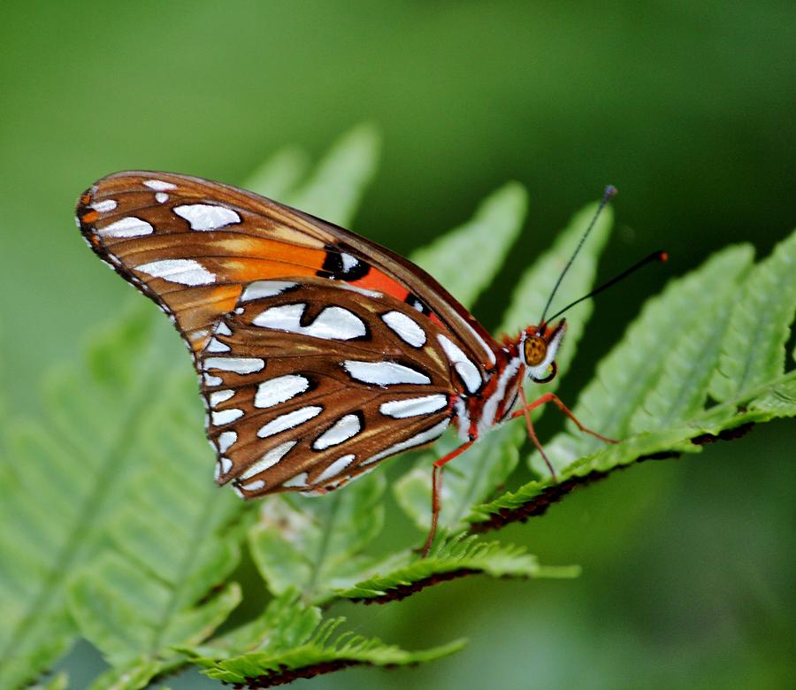Spotted Butterfly Photograph by Cynthia Guinn