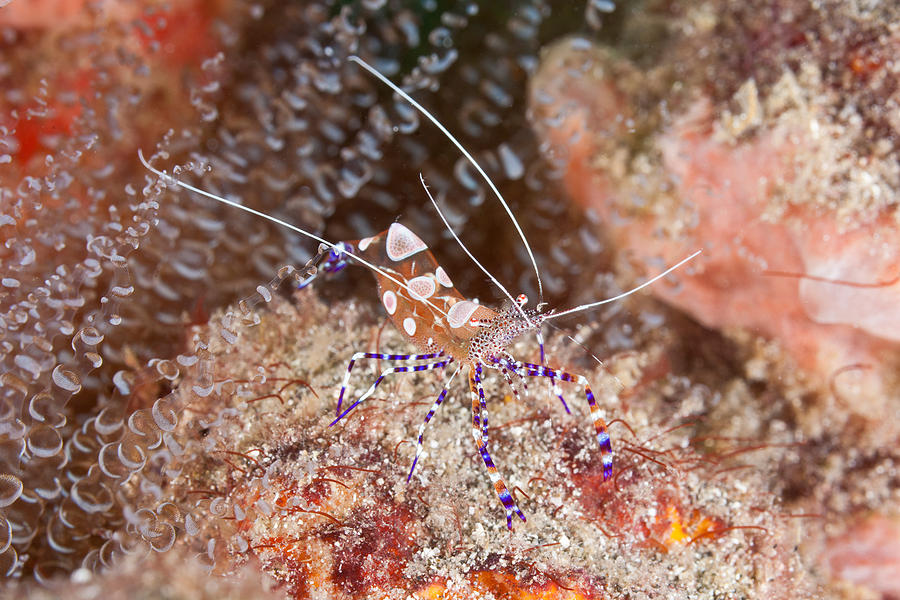 Spotted Cleaner Shrimp Photograph by Andrew J. Martinez