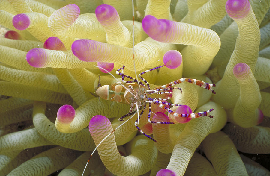 Spotted Cleaner Shrimp On Pink-tipped Photograph by Mary Beth Angelo