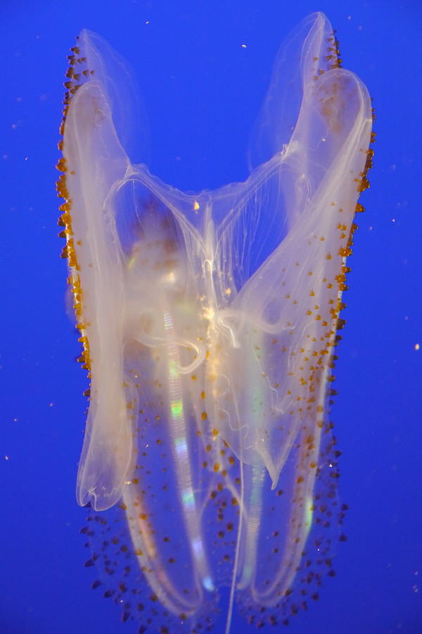 Spotted Comb Jelly Photograph by Amelia Racca