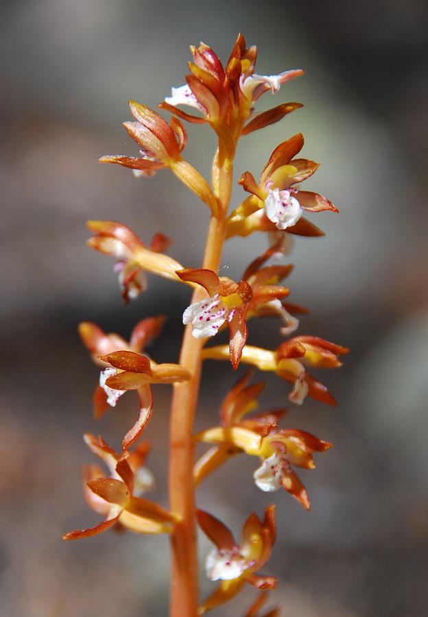 Spotted Coral Root Photograph by Cascade Colors