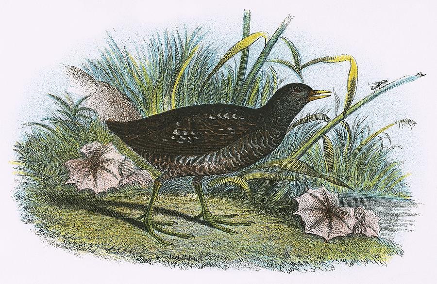 Flower Painting - Spotted Crake by English School