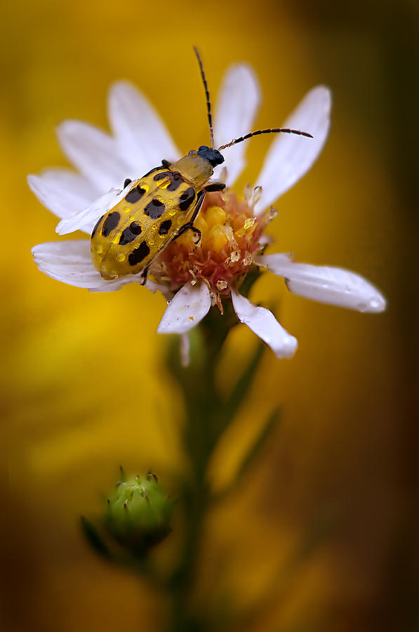 Spotted Cucumber Beetle on a Wild Aster Photograph by Robert Charity