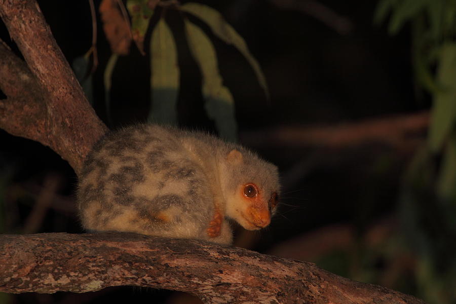 Spotted Cuscus Photograph by Bruce J Robinson