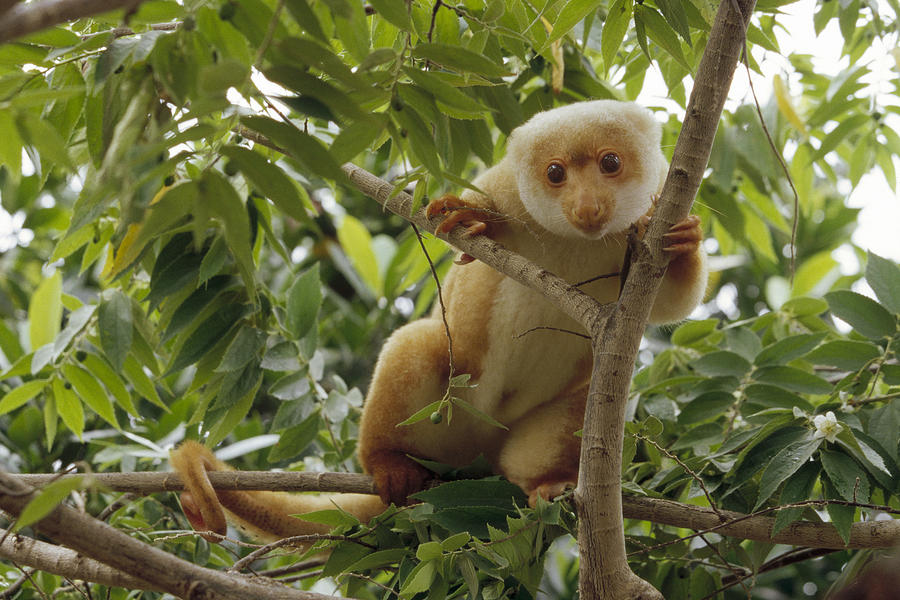 Spotted Cuscus Portrait In Tree Irian Photograph by Konrad Wothe