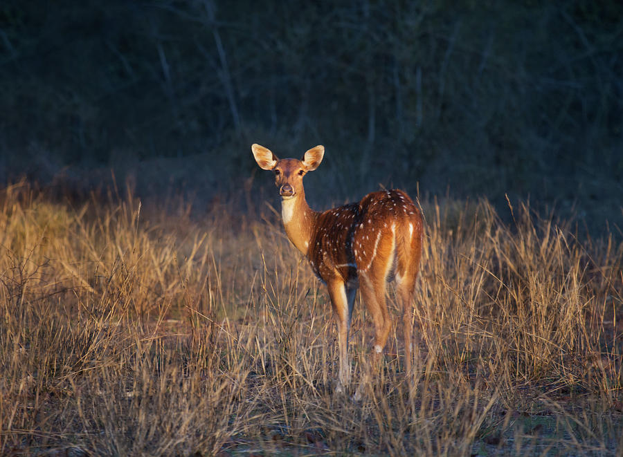 Spotted Deer Photograph by Adria  Photography