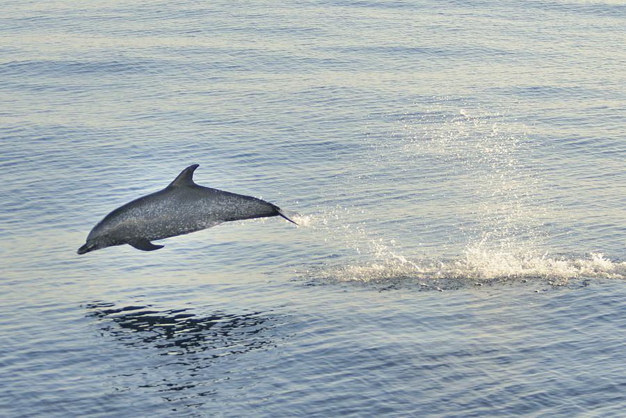 Spotted Dolphin Leaping Photograph by Bradford Martin
