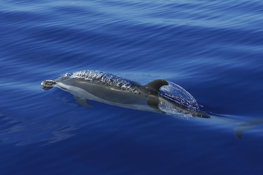 Spotted Dolphin Surfacing Ogasawara Isl Photograph by Hiroya Minakuchi