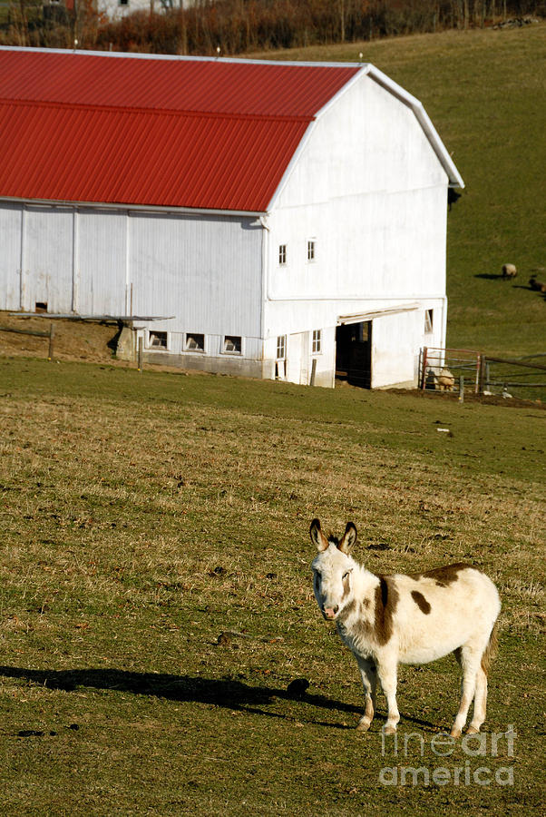 Barn Photograph - Spotted Donkey Looks Uninterested by Amy Cicconi