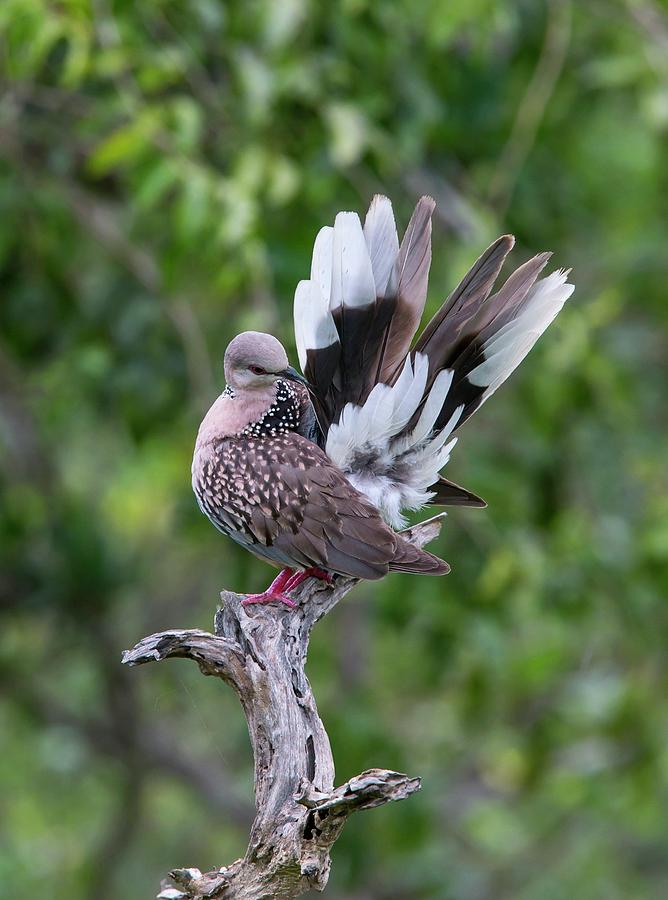 Pigeon Photograph - Spotted Dove by Peter J. Raymond