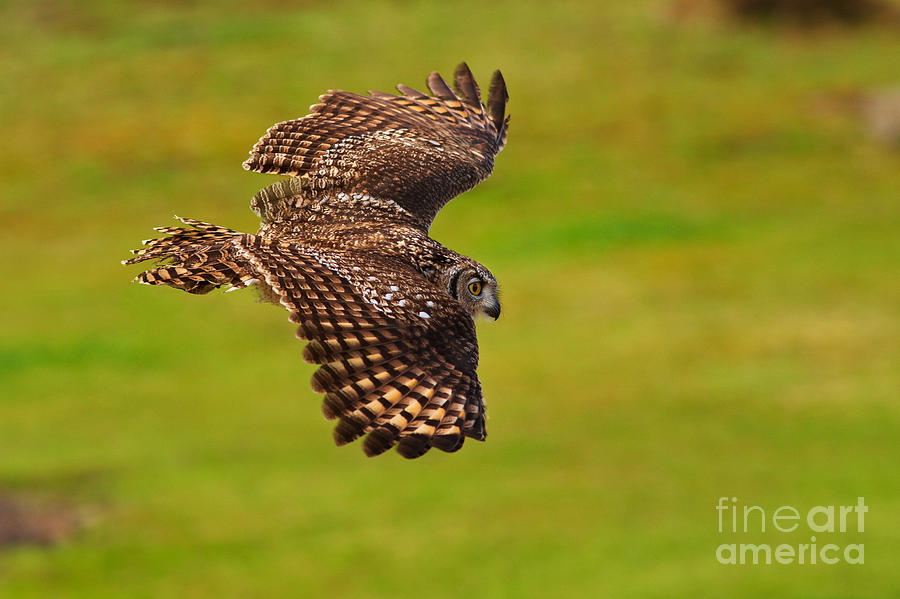 Spotted Eagle Owl in flight Photograph by Nick  Biemans