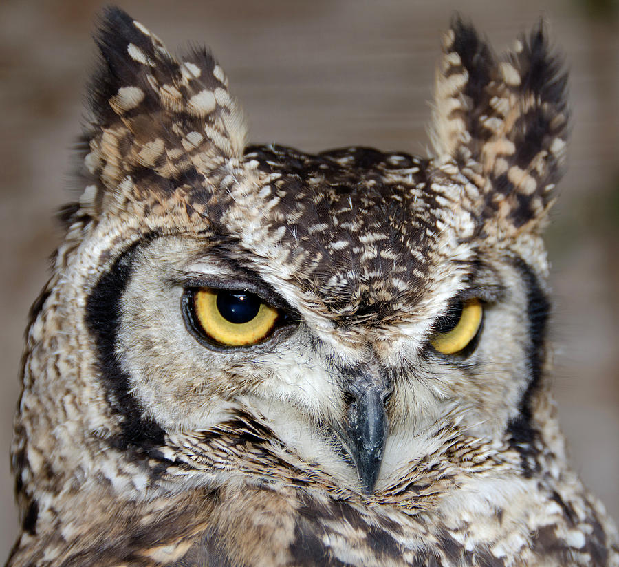 Bird Photograph - Spotted Eagle Owl Or African Eagle Owl by Nigel Downer